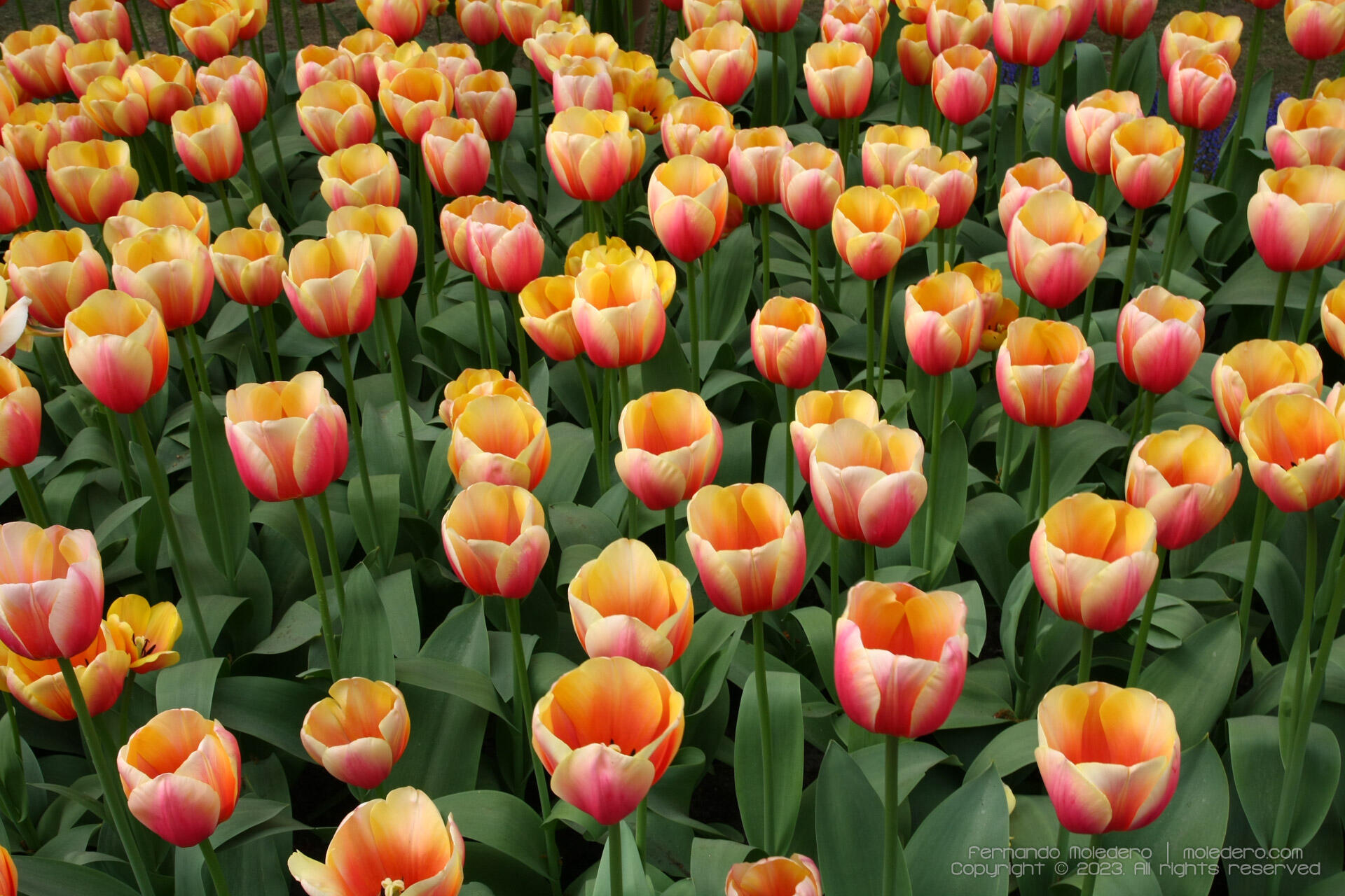 Close-up of colorful orange and pink tulips in full bloom at Keukenhof Gardens in the Netherlands