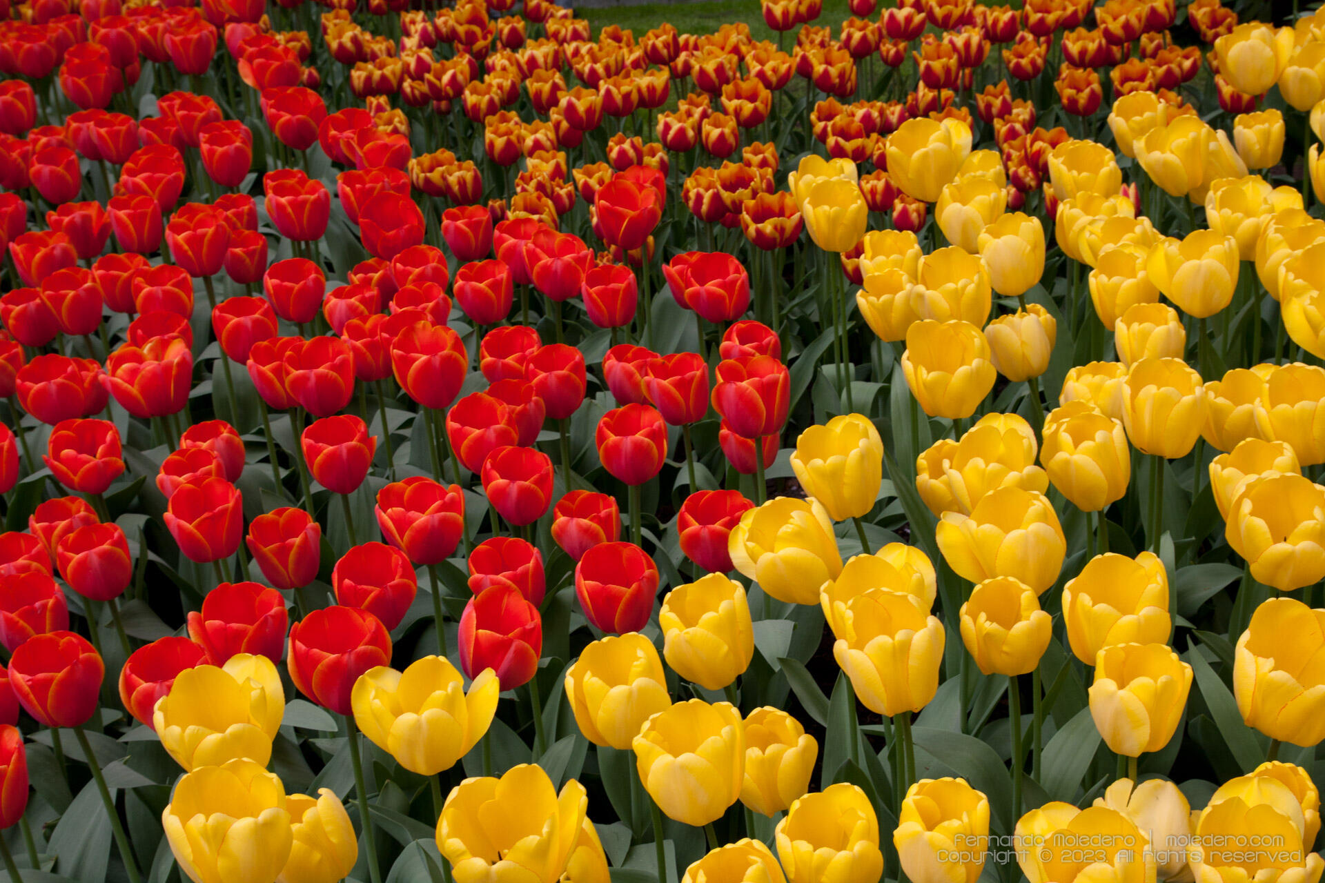 Close-up of red and yellow tulip fields in Keukenhof Gardens, the Netherlands, vibrant floral photography in spring