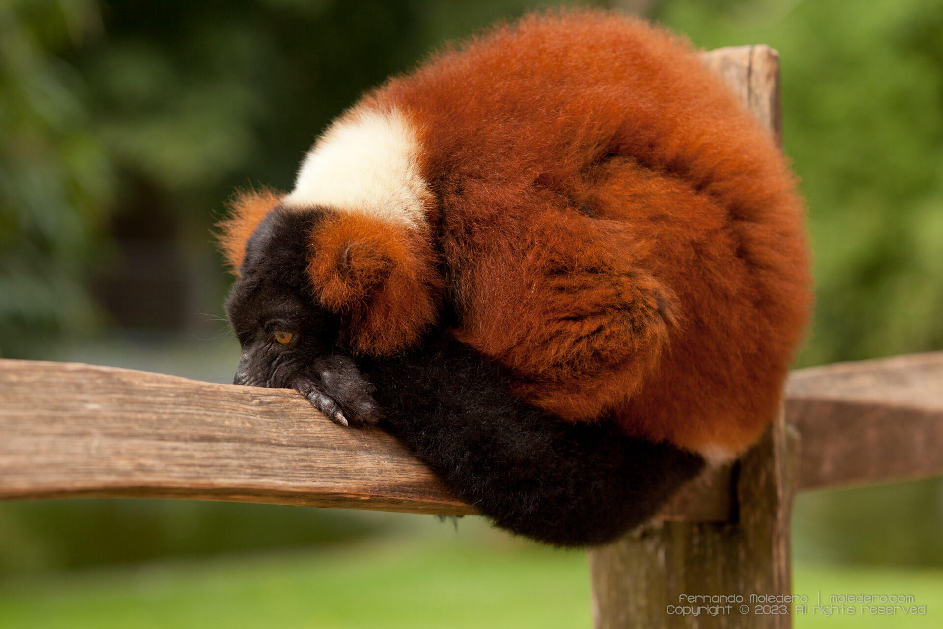 Close-up of a Red ruffed lemur (Varecia rubra) with reddish-brown fur and black face, curled up resting on a wooden fence at Artis Zoo in Amsterdam, the Netherlands