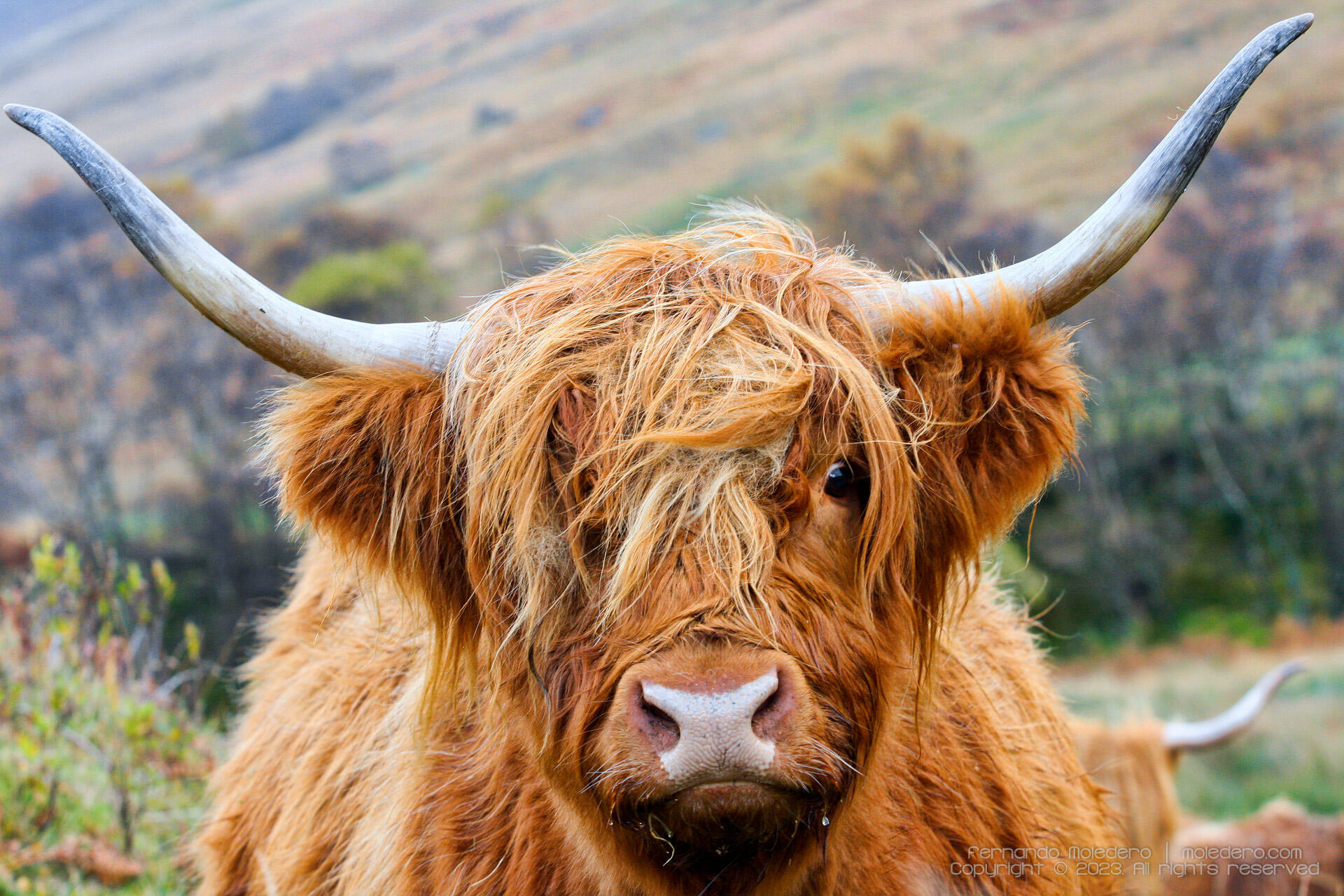 Close-up of a Highland cow with shaggy orange-brown hair covering part of its face, large curved horns, and a blurred backdrop of Scottish hills