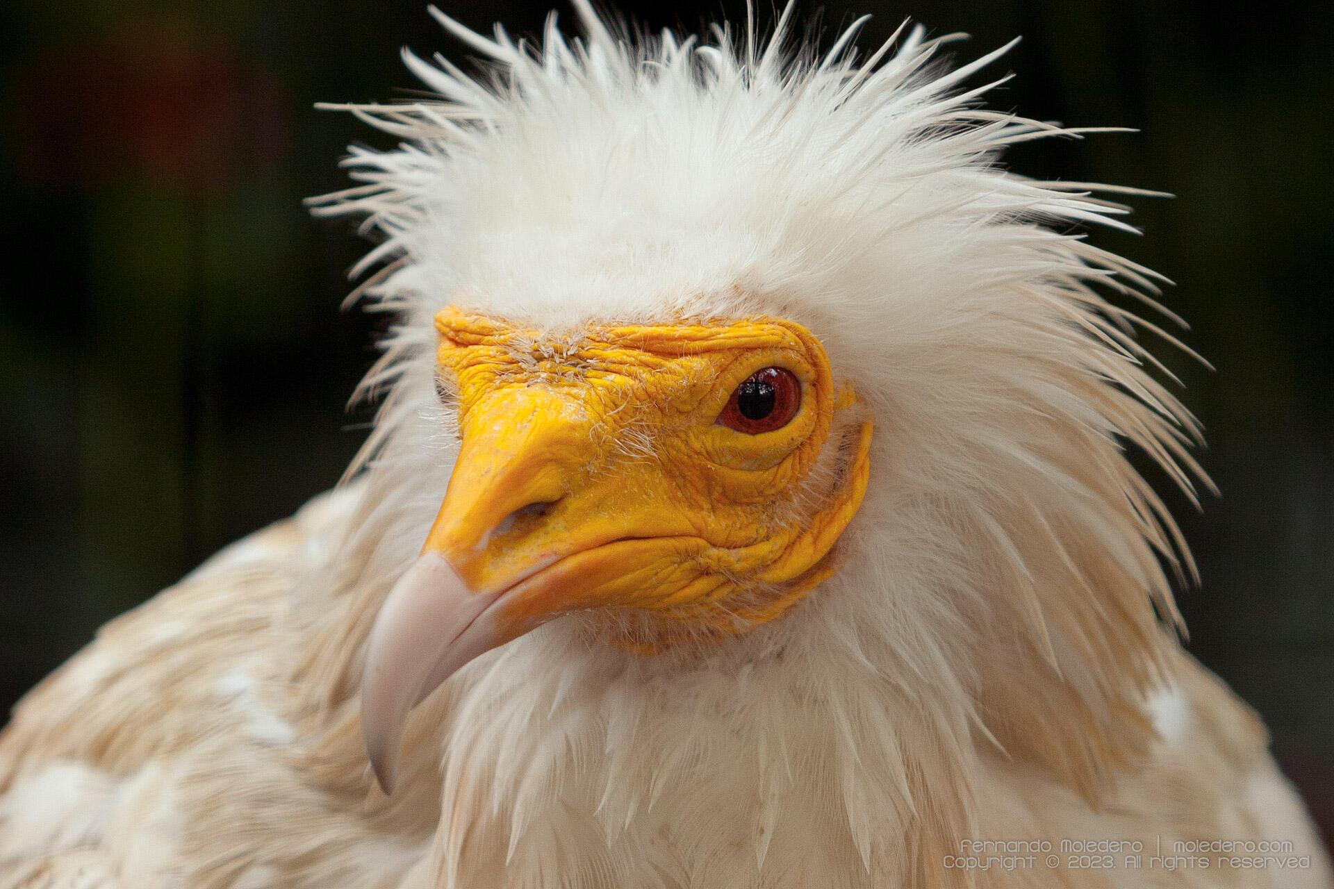 Close-up portrait of an Egyptian vulture (Neophron percnopterus) with yellow face and white feathers, photographed at Artis Zoo in Amsterdam, the Netherlands