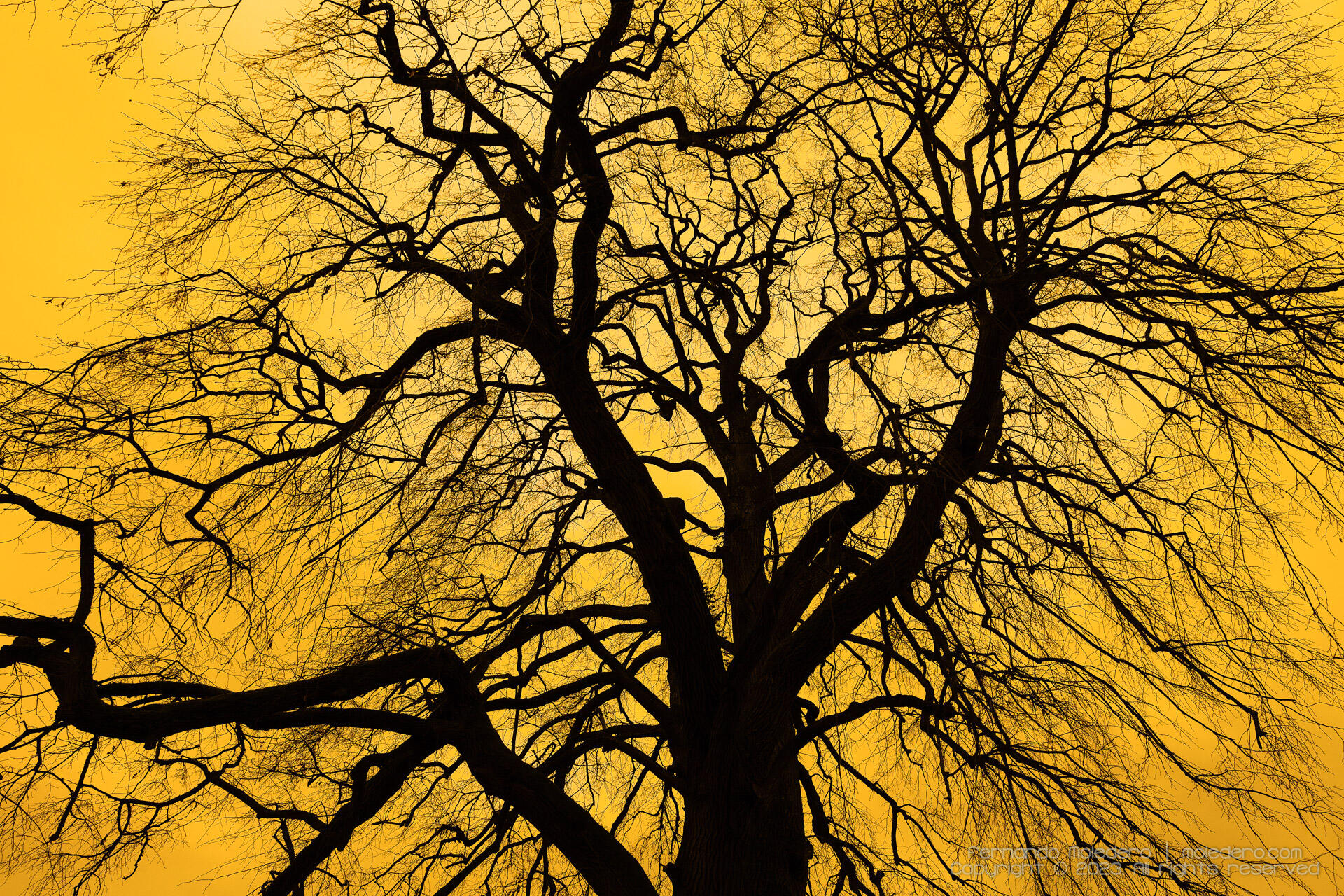 Dramatic silhouette of a bare tree with intricate branches against a golden-orange sky in Clonmacnoise, Ireland