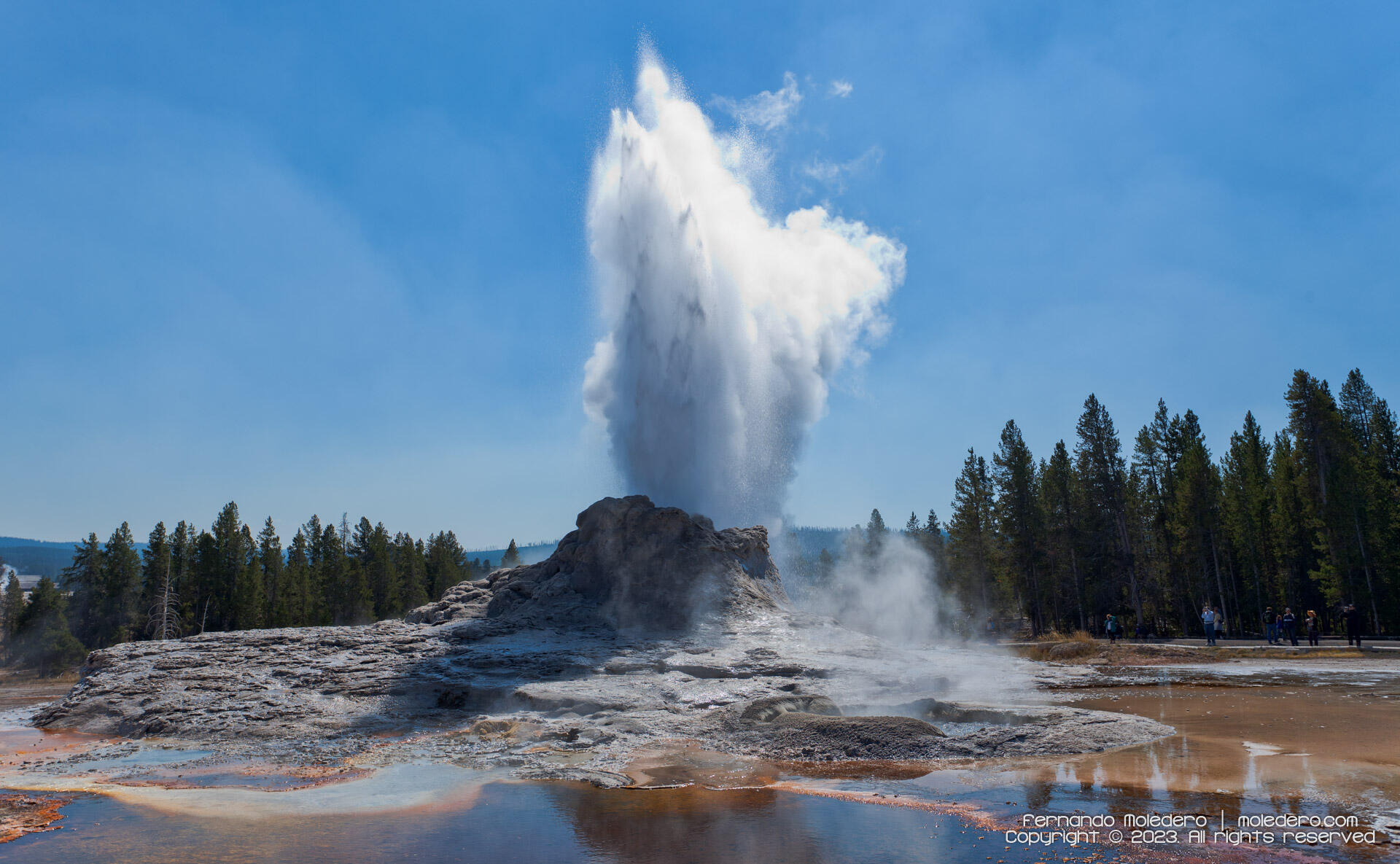 Castle Geyser erupting in Yellowstone National Park, USA, with a tall column of steam and water shooting into the sky above the cone formation, surrounded by pine trees and colorful hot spring runoff