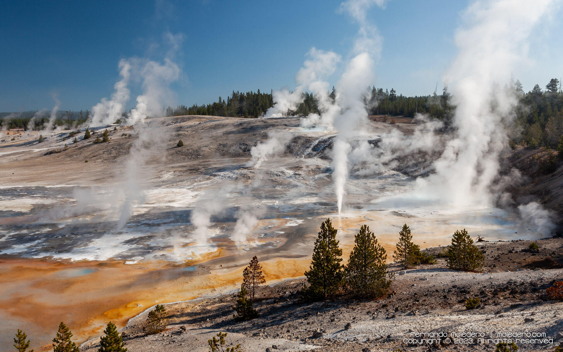 View of Norris Geyser Basin in Yellowstone National Park, USA, with multiple steam vents, geysers and colorful mineral deposits surrounded by forest