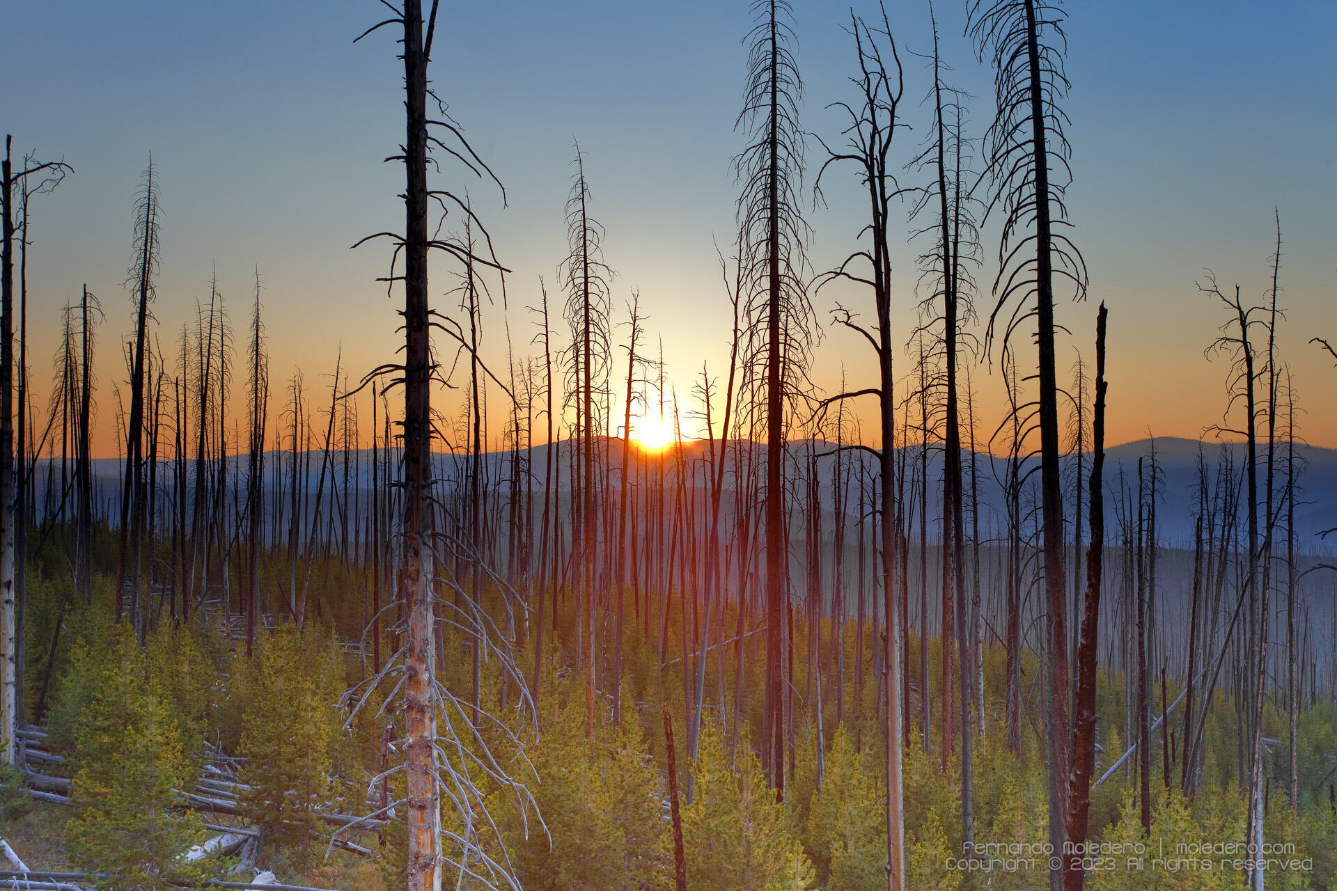 Sunset over a burnt forest in Yellowstone National Park, USA, with charred tree trunks silhouetted against the orange sky and new green growth emerging below