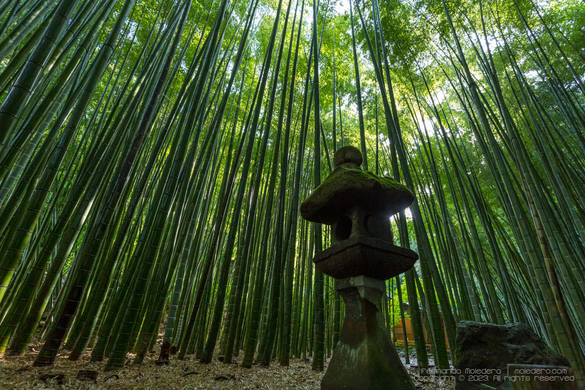 Dense bamboo grove at Hokoku-ji Temple in Kamakura, Japan, with a traditional moss-covered stone lantern in the foreground